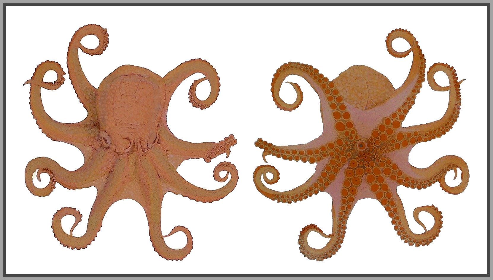 octopi.jpg